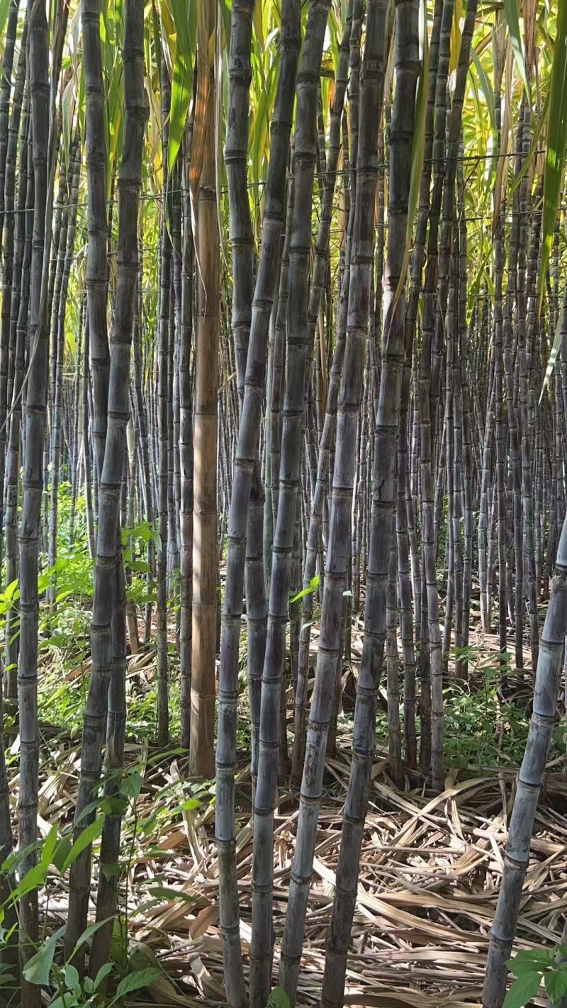 云南黑皮甘蔗，一手货源，脆甜汁多，全国发货，品质保证