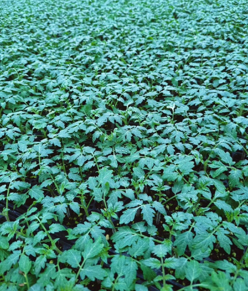 409小西红柿种苗，对接大型种植基地，小型农户都可以欢迎
