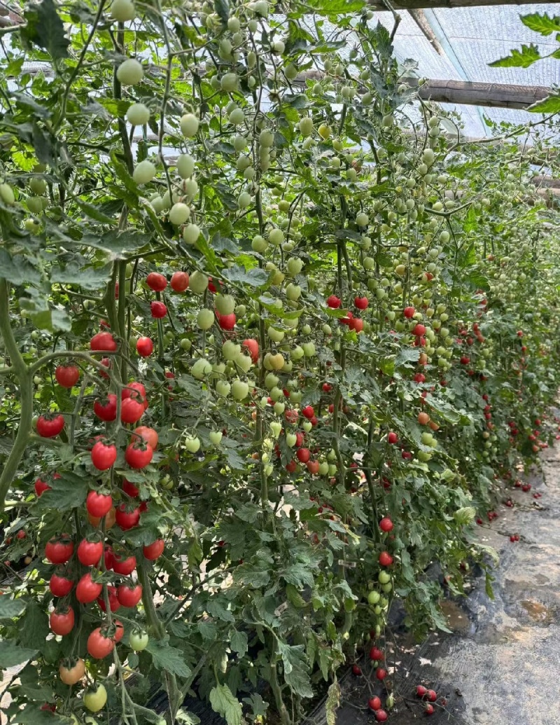 409小西红柿种苗，对接大型种植基地，小型农户都可以欢迎