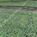 409小西红柿种苗，对接大型种植基地，小型农户都可以欢迎