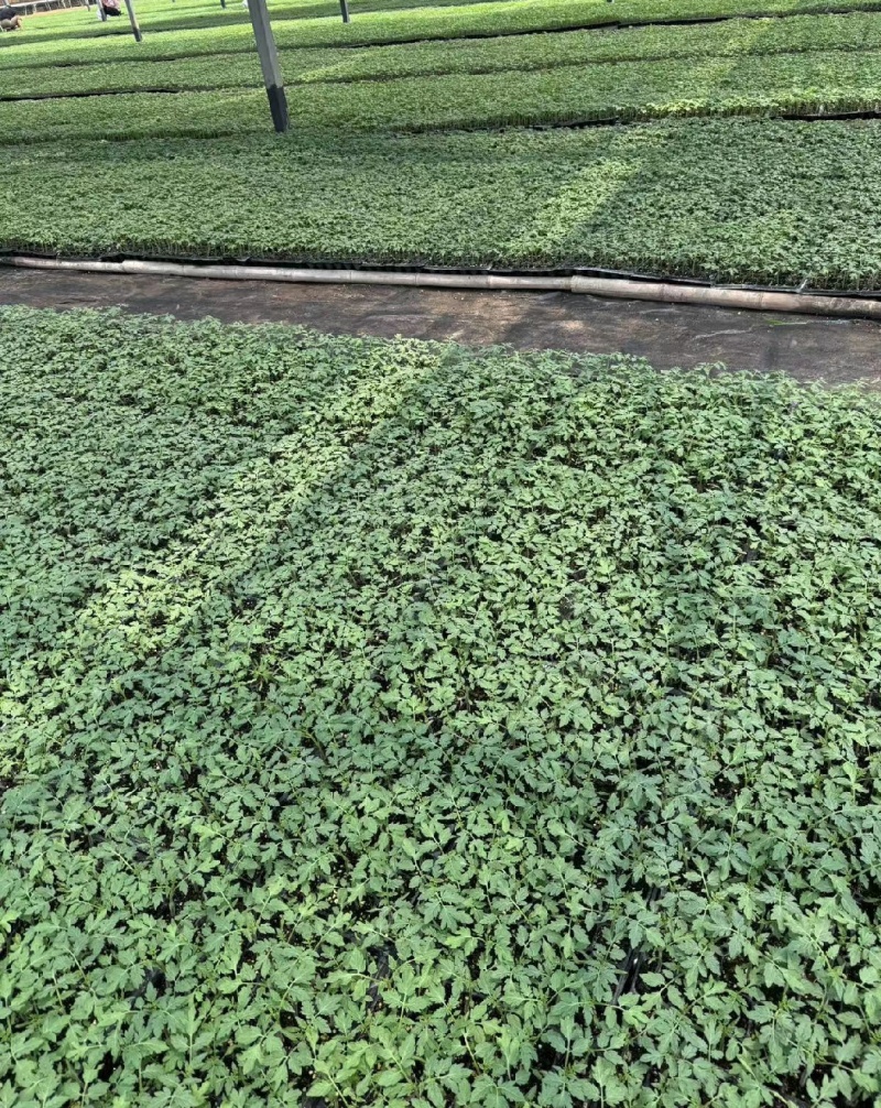 409小西红柿种苗，对接大型种植基地，小型农户都可以欢迎