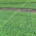 409小西红柿种苗，对接大型种植基地，小型农户都可以欢迎