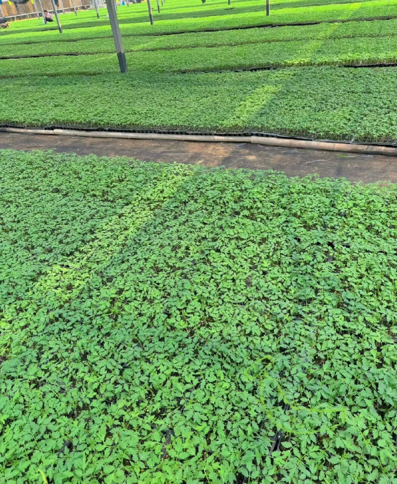 409小西红柿种苗，对接大型种植基地，小型农户都可以欢迎