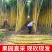 云南精品黄金甘蔗，甜度高水分足，价格便宜，欢迎来电