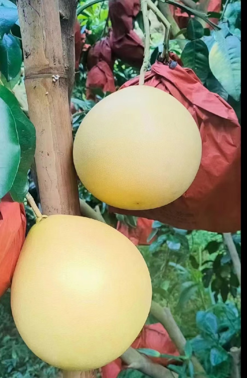 三红蜜柚子精品柚子皮薄肉厚汁水充足电商市场商超