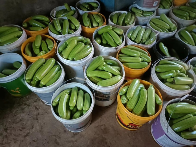 云南精品西葫芦食堂货价格美丽量大从优欢迎电话咨询