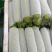 云南精品西葫芦食堂货价格美丽量大从优欢迎电话咨询