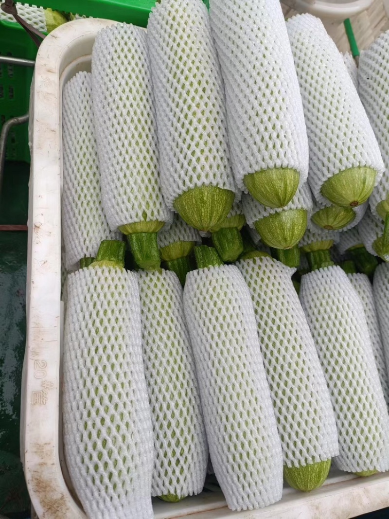 云南精品西葫芦食堂货价格美丽量大从优欢迎电话咨询