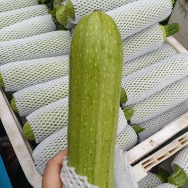 云南精品西葫芦食堂货价格美丽量大从优欢迎电话咨询
