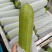 云南精品西葫芦食堂货价格美丽量大从优欢迎电话咨询