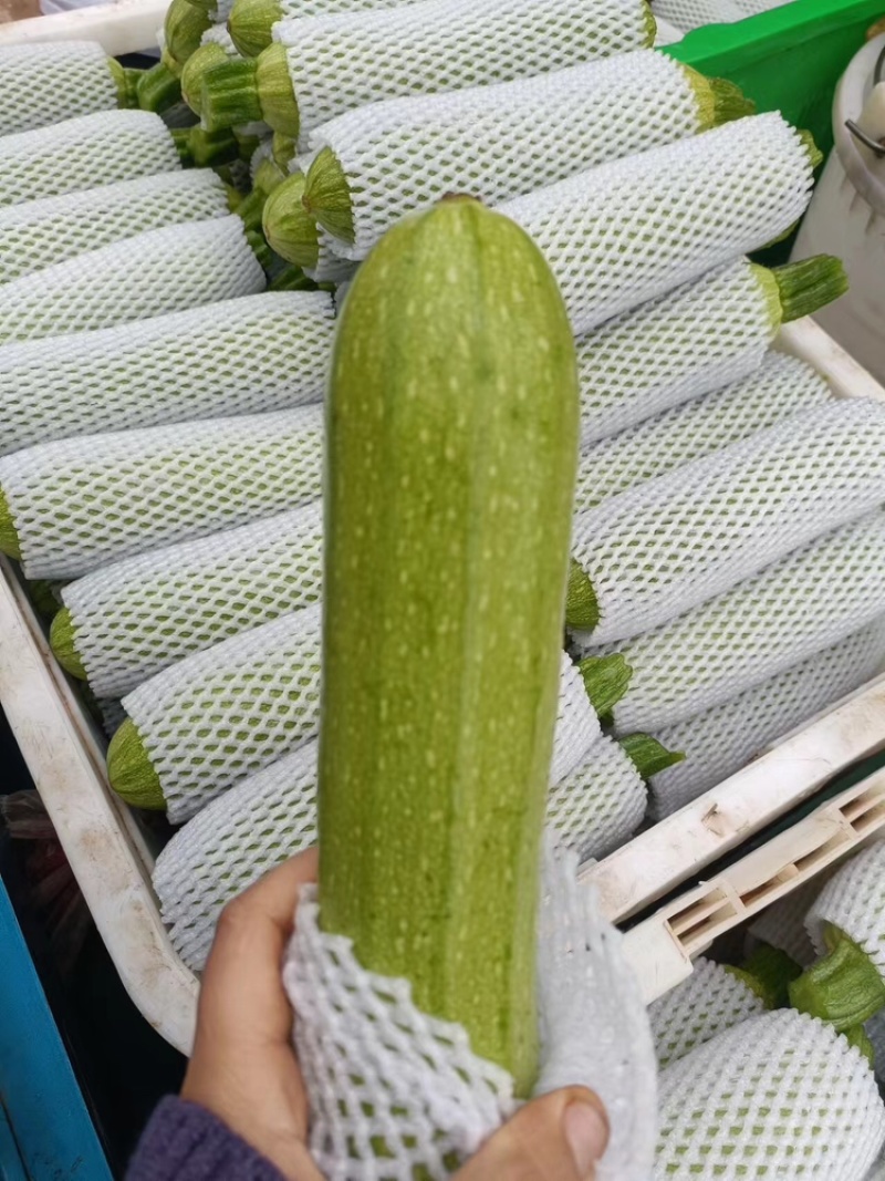云南精品西葫芦食堂货价格美丽量大从优欢迎电话咨询