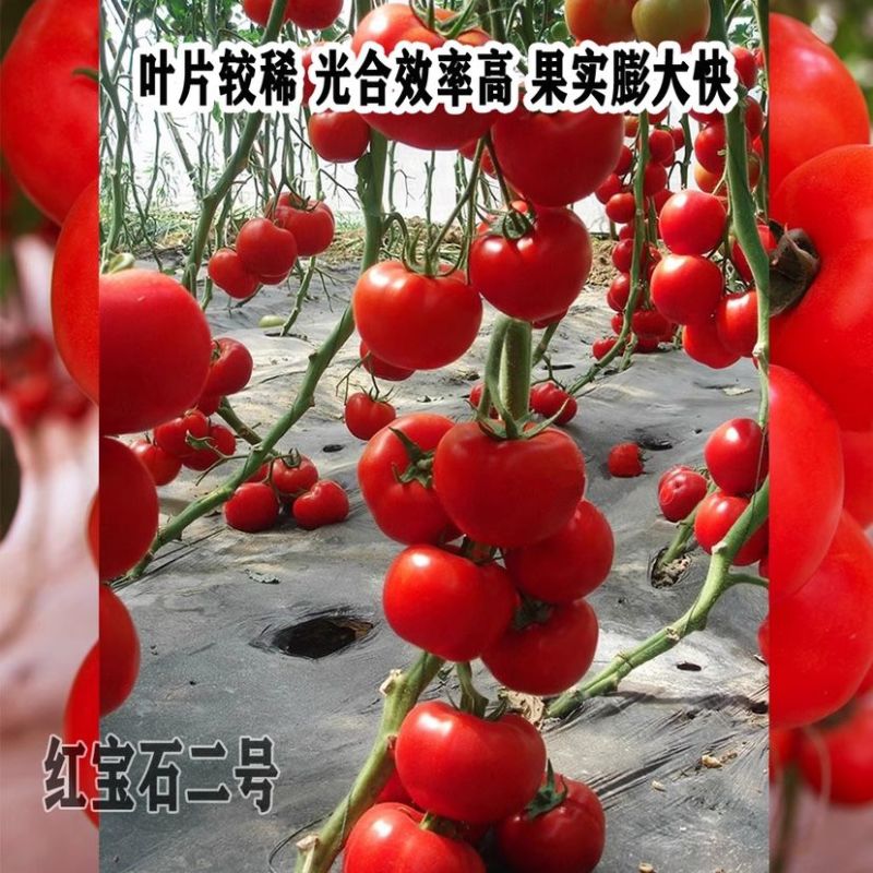 红宝石二号番茄种子高产抗病大红果西红柿种籽大棚基地