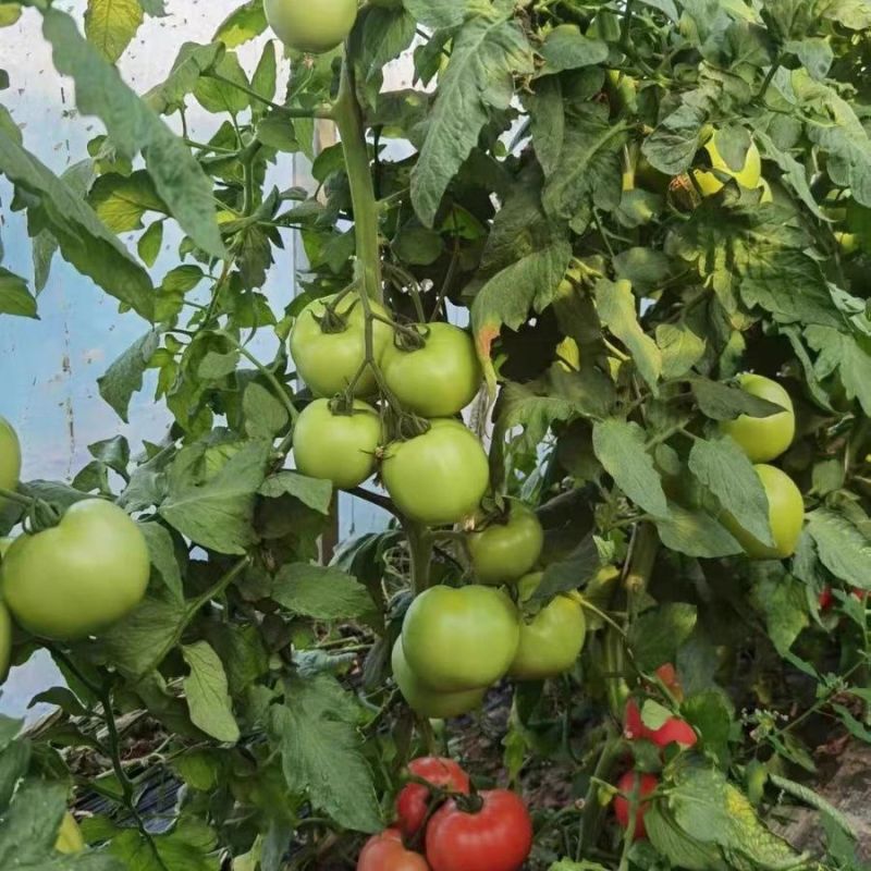 红宝石二号番茄种子高产抗病大红果西红柿种籽大棚基地