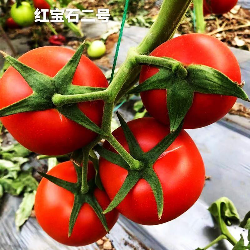 红宝石二号番茄种子高产抗病大红果西红柿种籽大棚基地