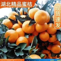 叶桔，小叶蜜桔皮薄肉厚味甜皮毛靓丽现采果发货