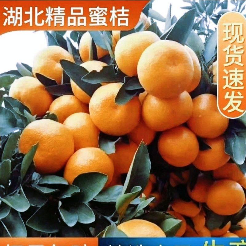 叶桔，小叶蜜桔皮薄肉厚味甜皮毛靓丽现采果发货