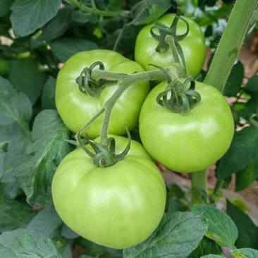 青苹果番茄种子无限生长型西红柿子绿皮肉甜好吃农家特色品种