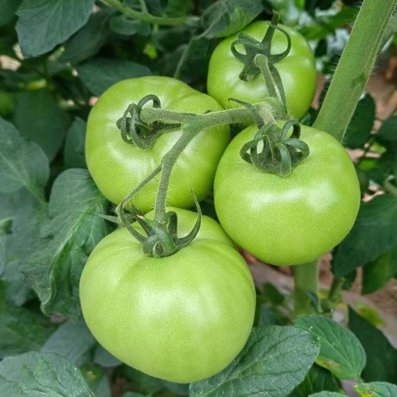 青苹果番茄种子无限生长型西红柿子绿皮肉甜好吃农家特色品种