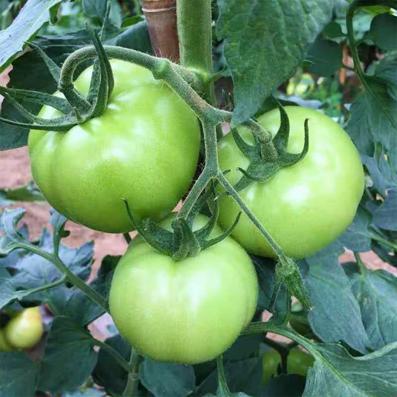 青苹果番茄种子无限生长型西红柿子绿皮肉甜好吃农家特色品种