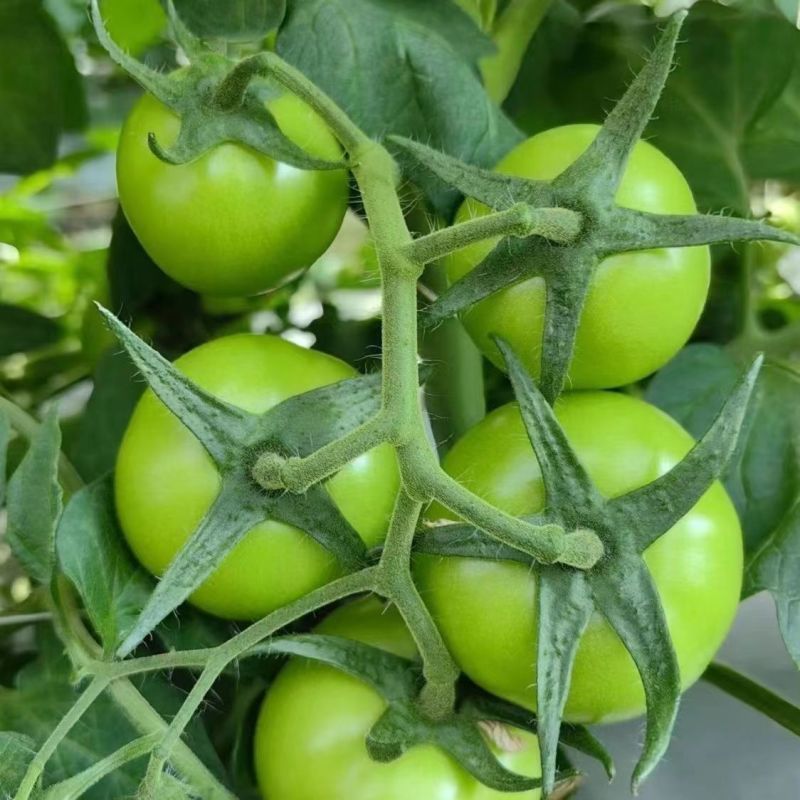 青苹果番茄种子无限生长型西红柿子绿皮肉甜好吃农家特色品种