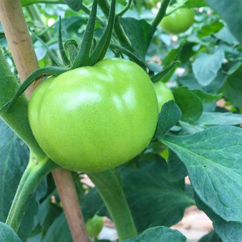 青苹果番茄种子无限生长型西红柿子绿皮肉甜好吃农家特色品种