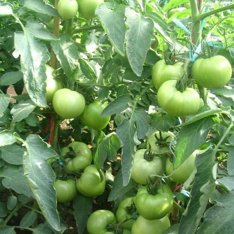 青苹果番茄种子无限生长型西红柿子绿皮肉甜好吃农家特色品种