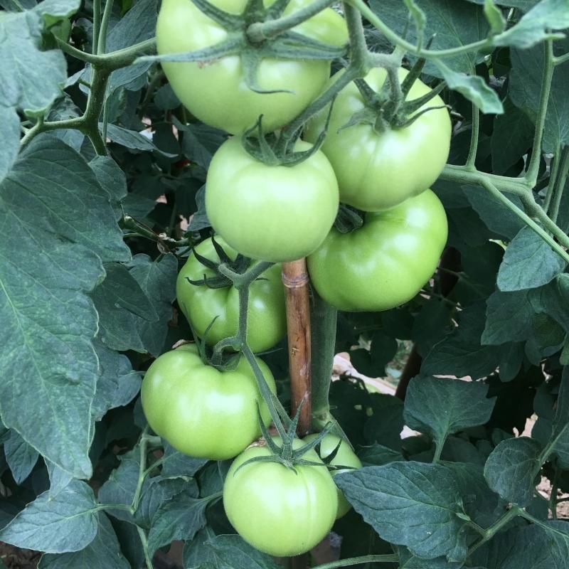 青苹果番茄种子无限生长型西红柿子绿皮肉甜好吃农家特色品种