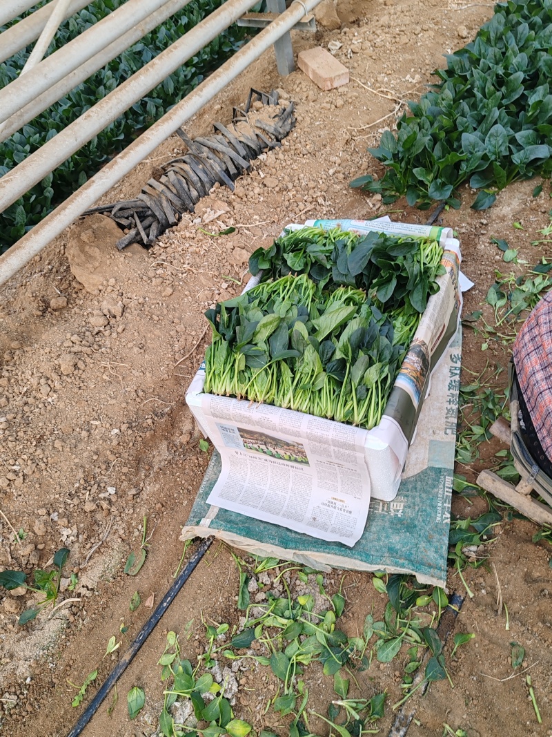 秋季装箱菠菜货源充足直发全国质量保证