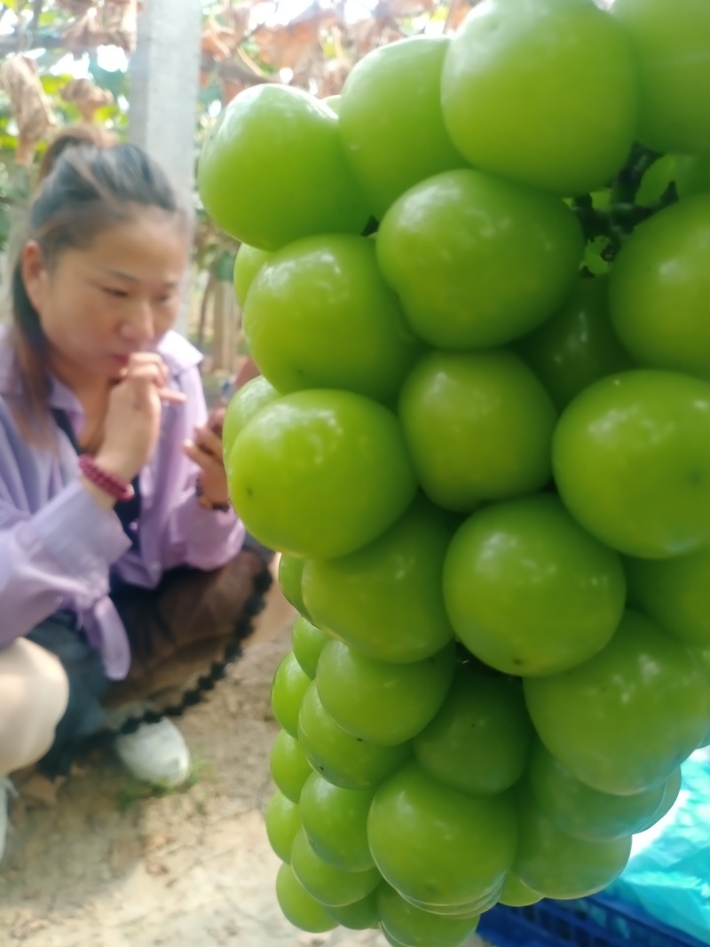 阳光玫瑰大量上市有要的老板联系。两块多到三块。