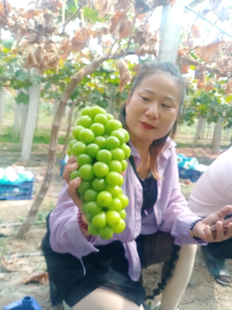 阳光玫瑰大量上市有要的老板联系。两块多到三块。