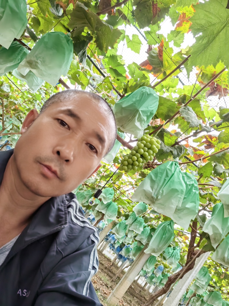 阳光玫瑰大量上市有要的老板联系。两块多到三块。