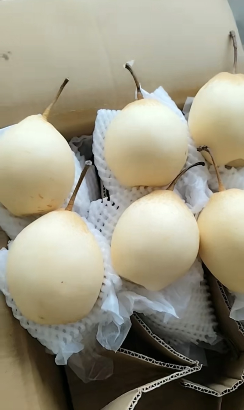 鸭梨河北产区直发保质保量供货对接全国
