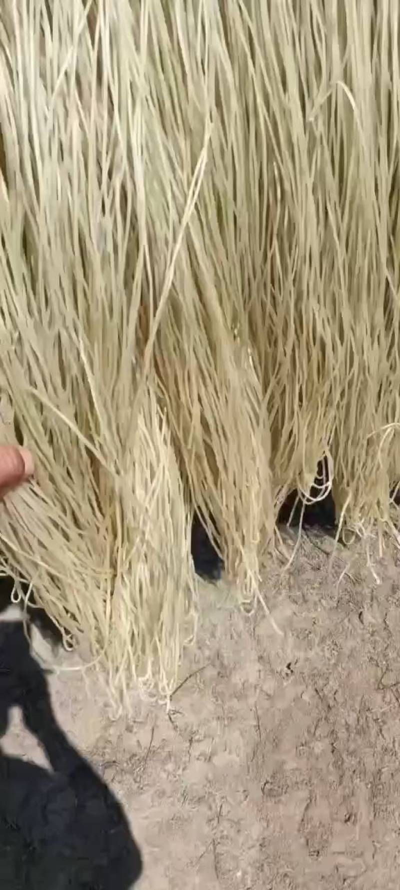 手续齐全自然晾晒正宗纯手工红薯粉条Q弹滑溜无任何明胶添加