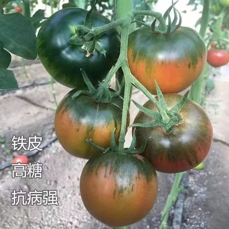 金顿甜粉水果番茄种子抗病丰产耐裂番茄种子西红柿种籽