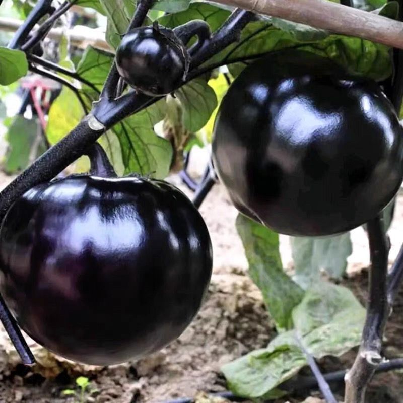 黑元宝圆茄种子中早熟紫黑茄子种籽特大黑茄蔬菜基地菜园