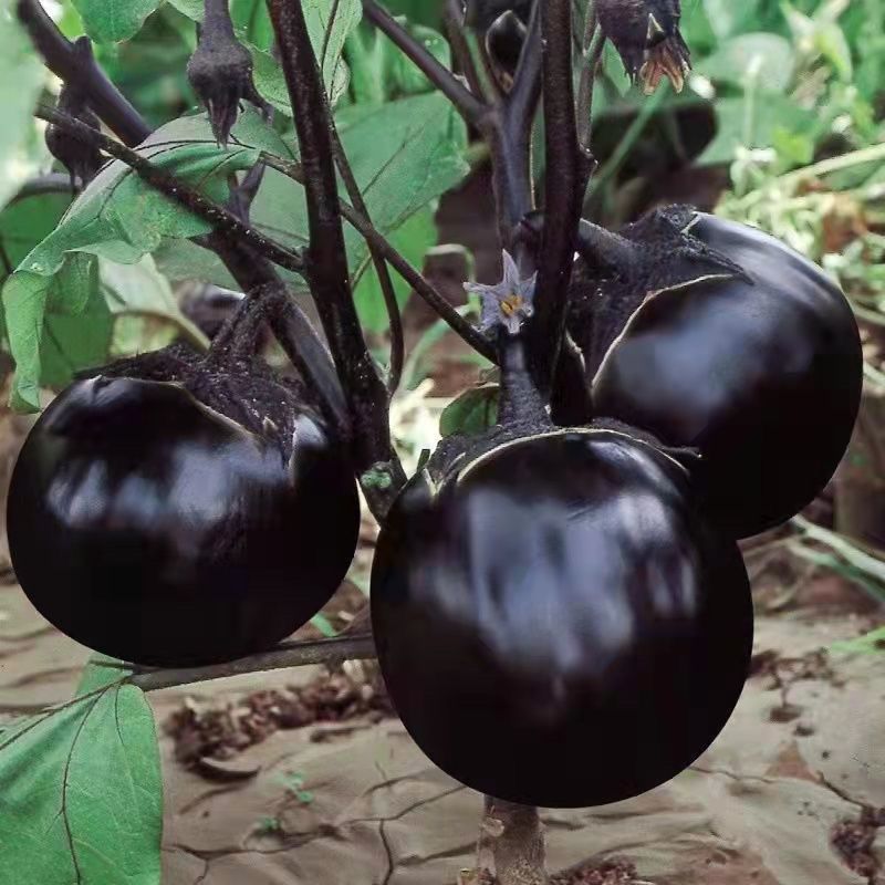 黑元宝圆茄种子中早熟紫黑茄子种籽特大黑茄蔬菜基地菜园
