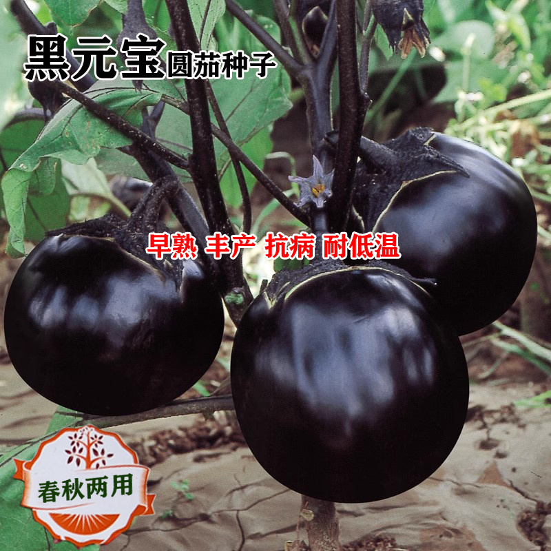 黑元宝圆茄种子中早熟紫黑茄子种籽特大黑茄蔬菜基地菜园
