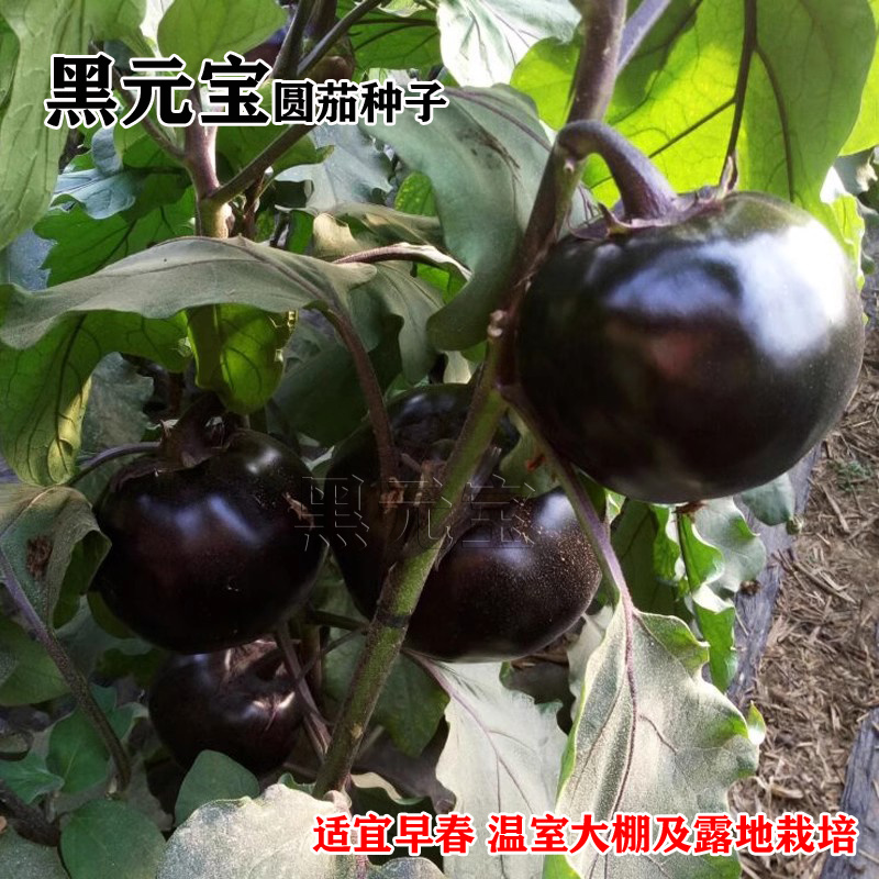 黑元宝圆茄种子中早熟紫黑茄子种籽特大黑茄蔬菜基地菜园