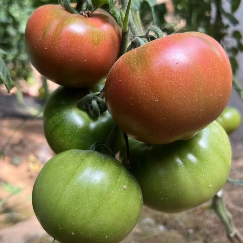 鲜粉五号西红柿种子春越冬早熟铁皮柿子水果草莓番茄种籽绿肩