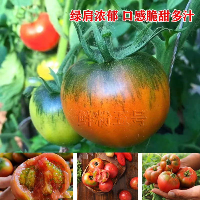 鲜粉五号西红柿种子春越冬早熟铁皮柿子水果草莓番茄种籽绿肩