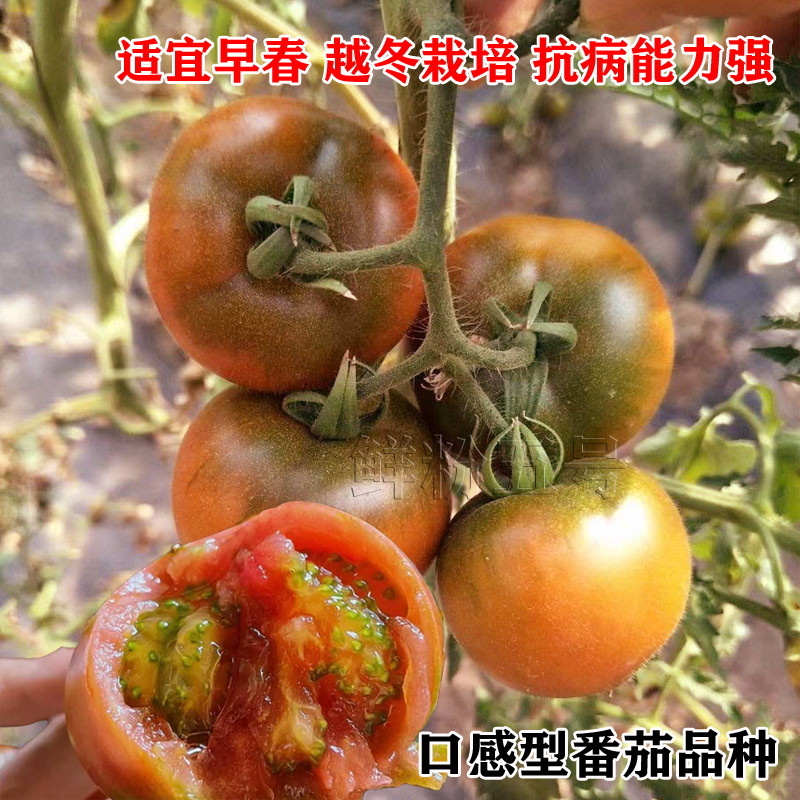 鲜粉五号西红柿种子春越冬早熟铁皮柿子水果草莓番茄种籽绿肩