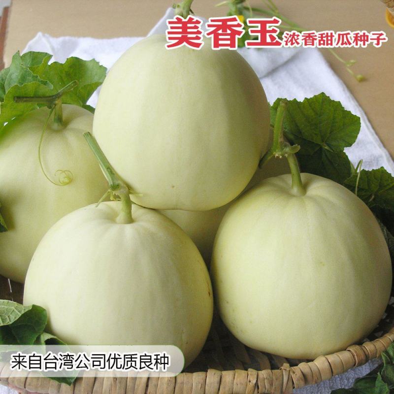 美香玉甜瓜种子甜瓜改良品种子大果薄皮香瓜种子香甜