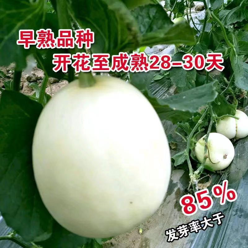 美香玉甜瓜种子甜瓜改良品种子大果薄皮香瓜种子香甜