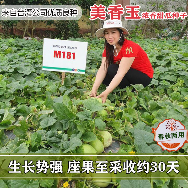 美香玉甜瓜种子甜瓜改良品种子大果薄皮香瓜种子香甜