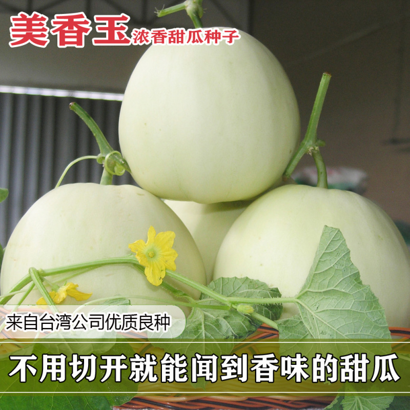 美香玉甜瓜种子甜瓜改良品种子大果薄皮香瓜种子香甜