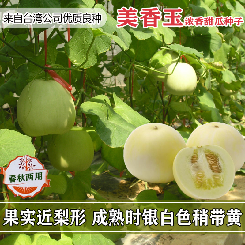 美香玉甜瓜种子甜瓜改良品种子大果薄皮香瓜种子香甜