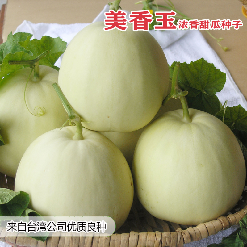 美香玉甜瓜种子甜瓜改良品种子大果薄皮香瓜种子香甜