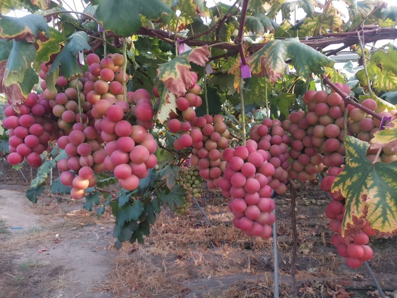 妮娜皇后葡萄采摘图