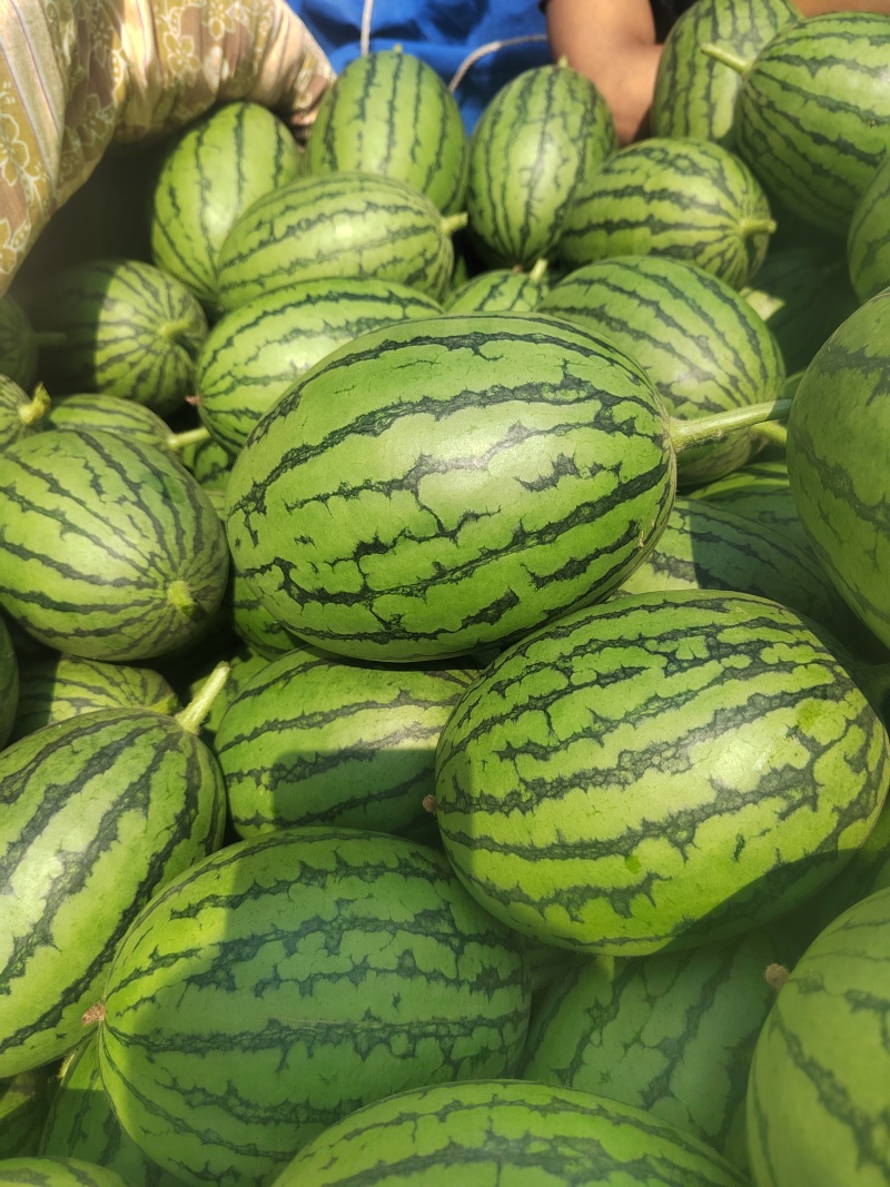 珍珠红西瓜