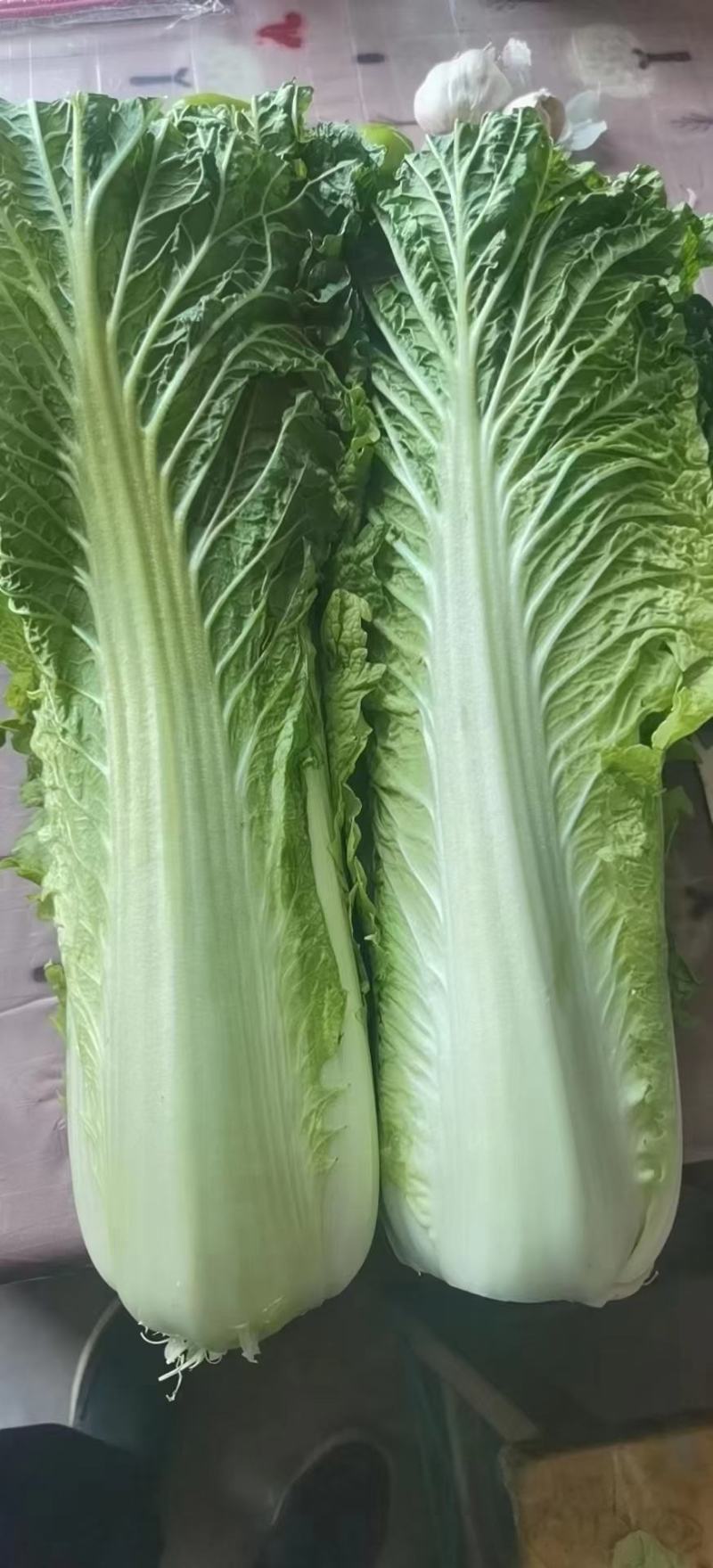 秋绿60白菜